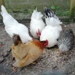 Een bijzondere Kip Piri Piri van de stok